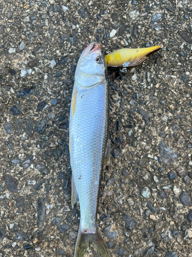 オイカワの釣果