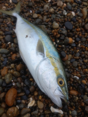 ワカシの釣果