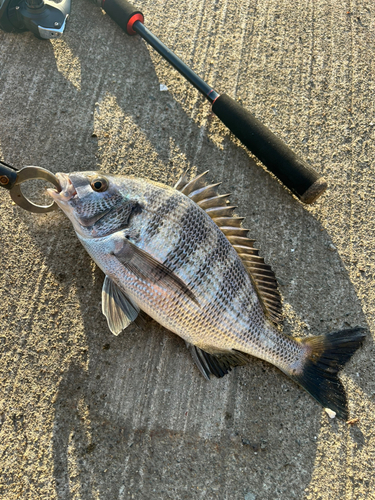 クロダイの釣果