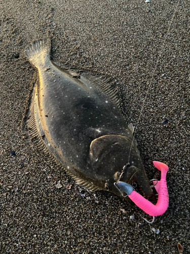 ヒラメの釣果