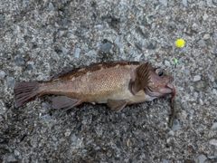 エゾメバルの釣果