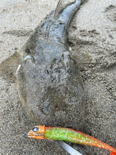 マゴチの釣果