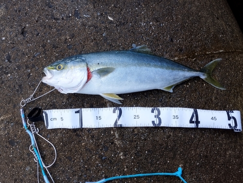 イナダの釣果