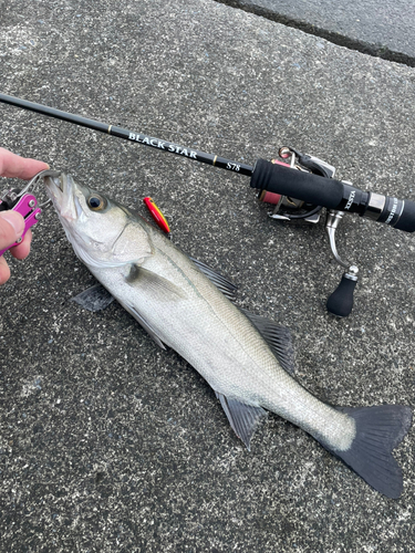 フッコ（マルスズキ）の釣果