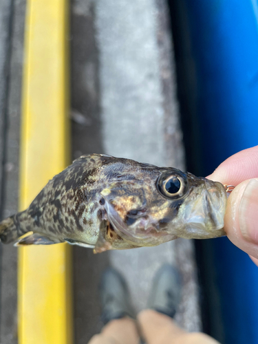 ソイの釣果