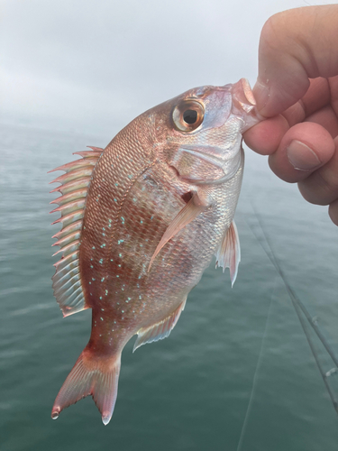 チャリコの釣果