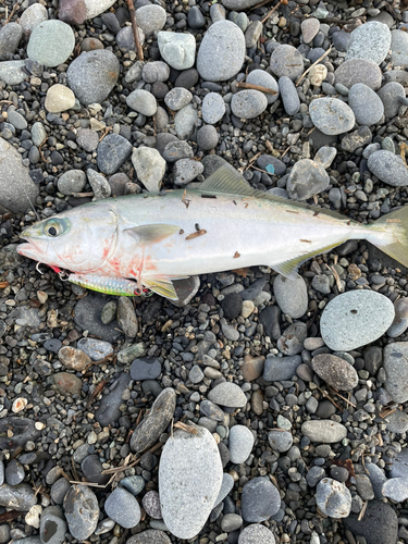 ワカシの釣果