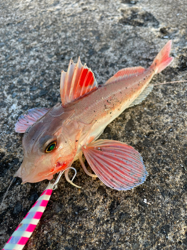 カナガシラの釣果