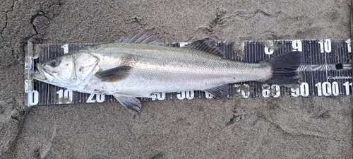 スズキの釣果