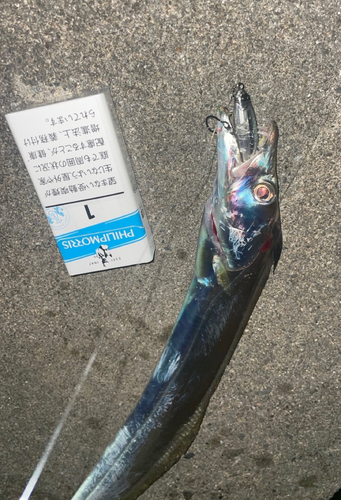 テンジクタチの釣果