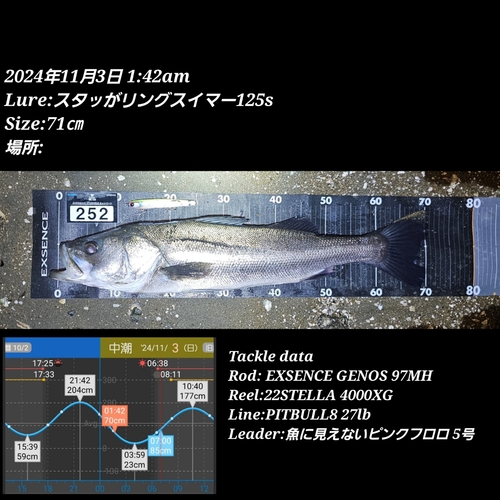 シーバスの釣果