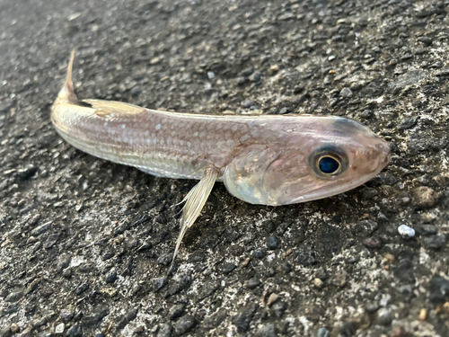 エソの釣果