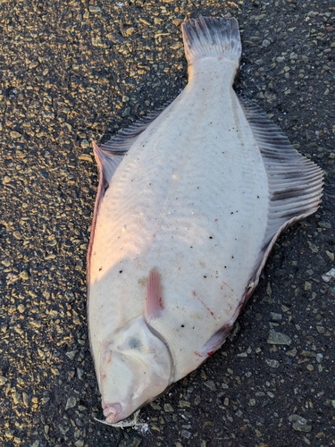 カレイの釣果