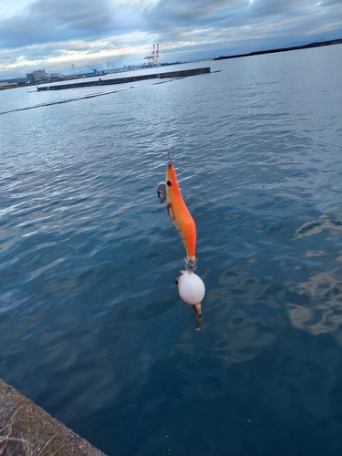 クサフグの釣果