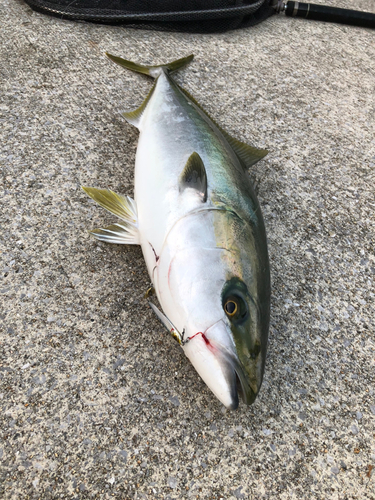 ブリの釣果