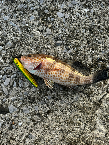 オオモンハタの釣果