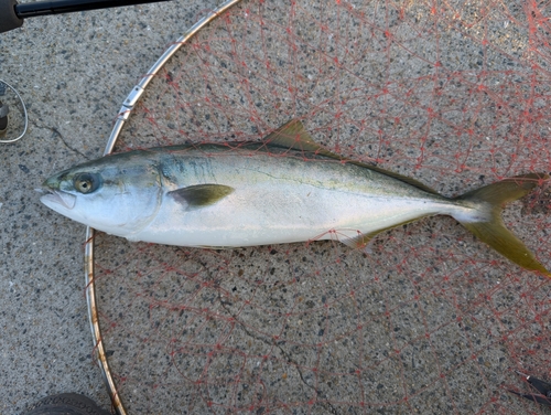 ハマチの釣果