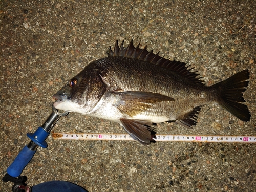 クロダイの釣果