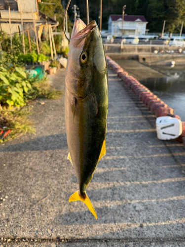 ヤズの釣果