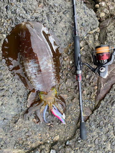 アオリイカの釣果