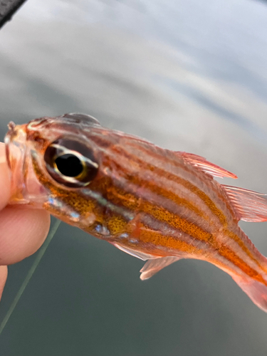 キンセンイシモチの釣果