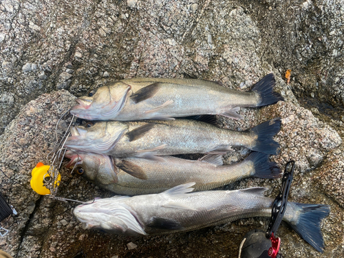 シーバスの釣果