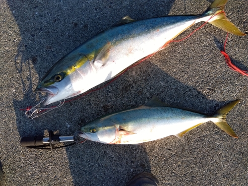 メジロの釣果