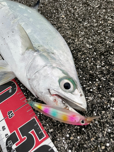 イケカツオの釣果