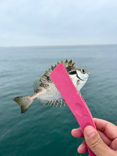 アイゴの釣果