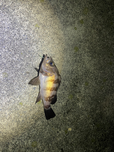 メバルの釣果