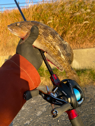 アイナメの釣果