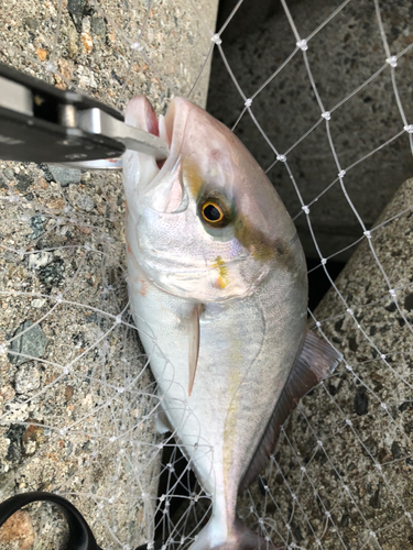 カンパチの釣果