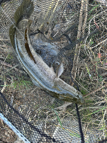 ライギョの釣果