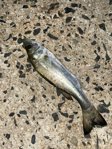 セイゴ（マルスズキ）の釣果