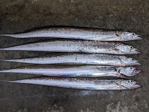 タチウオの釣果