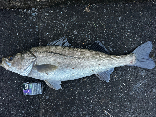 スズキの釣果