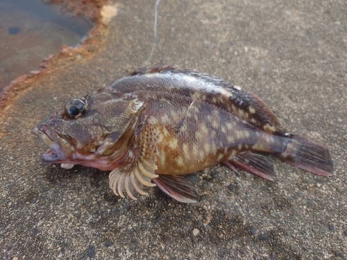 カサゴの釣果