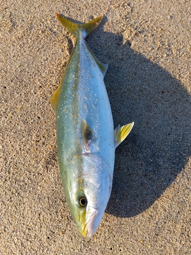 イナダの釣果