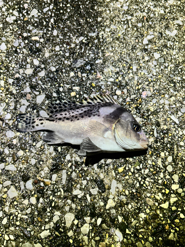 コショウダイの釣果