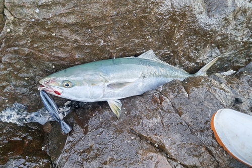 メジロの釣果