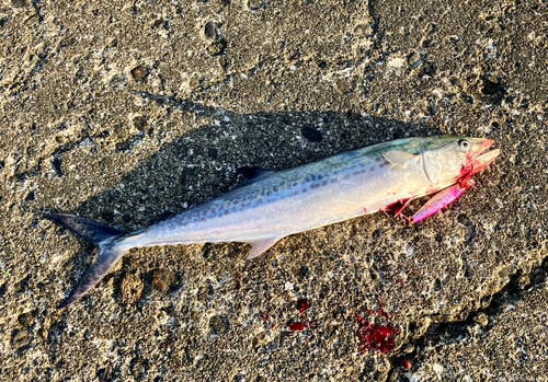 サゴシの釣果