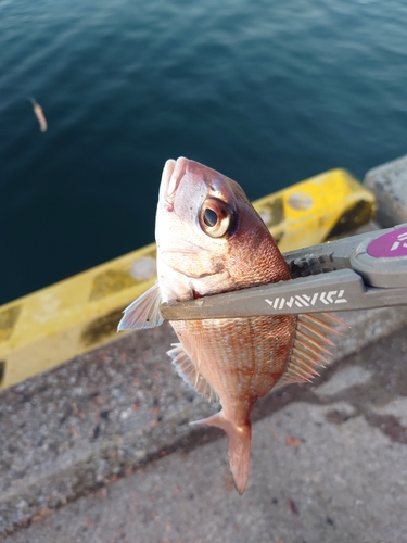 タイの釣果