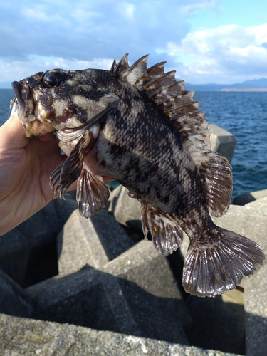 ハチガラの釣果