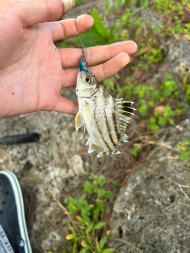 コトヒキの釣果