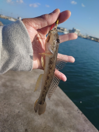 マハゼの釣果