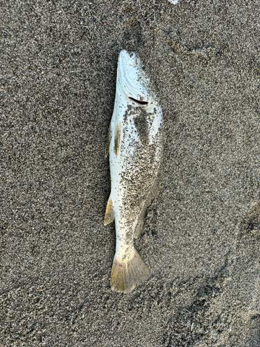 ニベの釣果