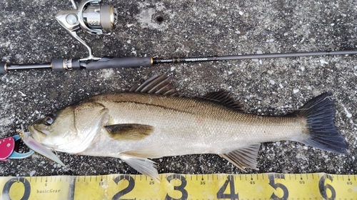 シーバスの釣果