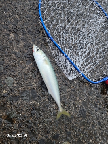 サバの釣果