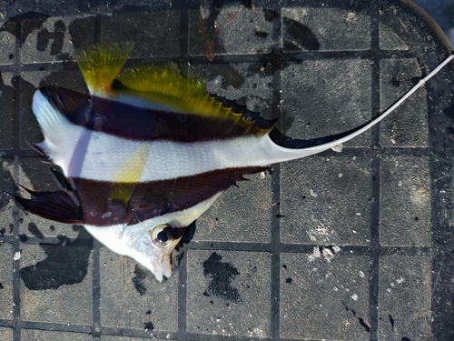 オニハタタテダイの釣果