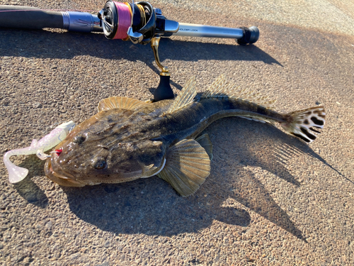 マゴチの釣果